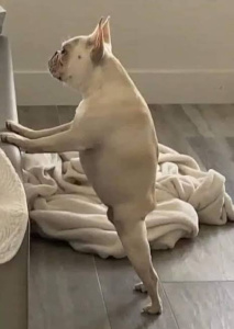 Imagen del canal porno